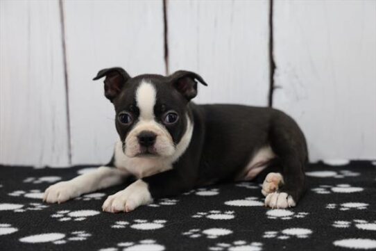 [#252505-02] Black / White M Boston Terrier Puppies for Sale