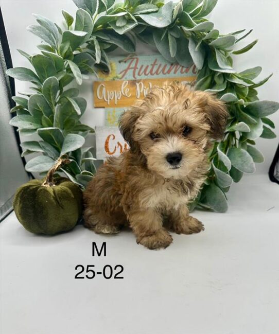 [#2525-02] Red Sable M Yorkshire Terrier/Poodle Mini Puppies for Sale