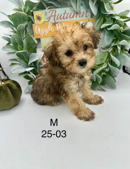 [#2525-03] Red Sable M Yorkshire Terrier/Poodle Mini Puppies for Sale