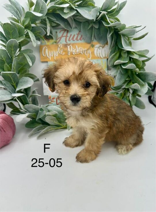 [#2525-05] Red Sable F Yorkshire Terrier/Poodle Mini Puppies for Sale
