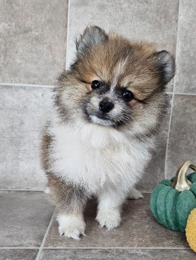 [#25449-01] Orange Sable M Pomeranian Puppies for Sale