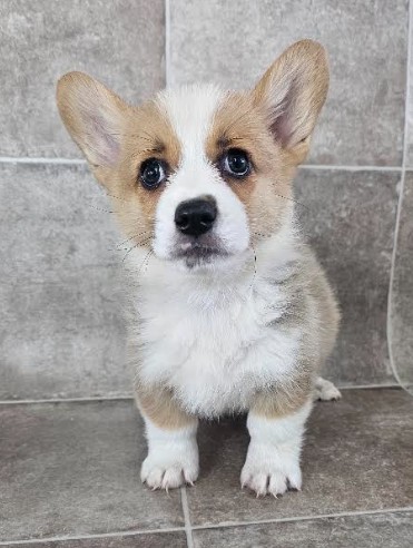 [#25447-03] Sable / White F Pembroke Welsh Corgi Puppies for Sale