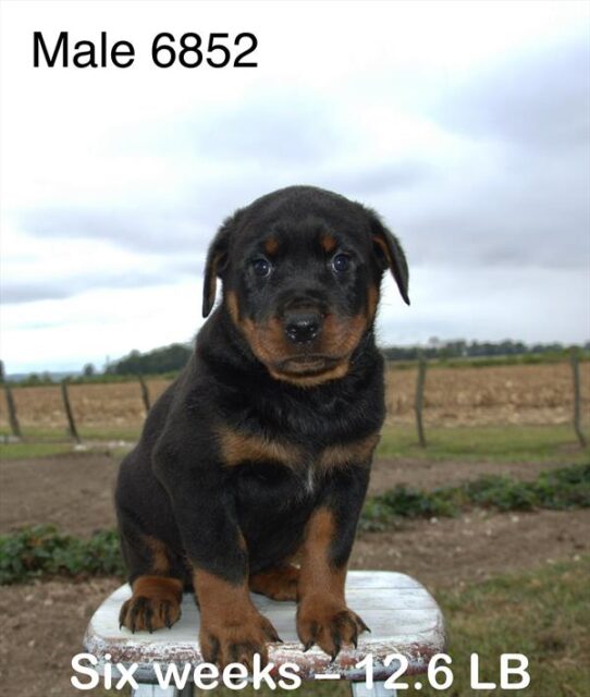[#25668-03] Black / Tan M Rottweiler Puppies for Sale