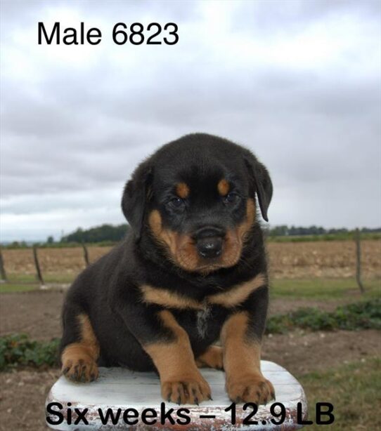 [#25668-04] Black / Tan M Rottweiler Puppies for Sale