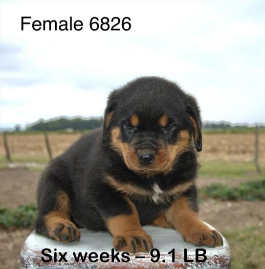 [#25668-07] Black / Tan F Rottweiler Puppies for Sale