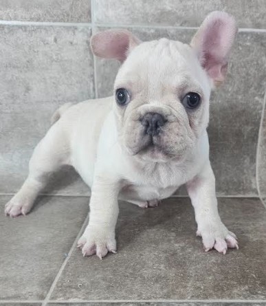 [#25468-03] Cream M French Bulldog Puppies for Sale