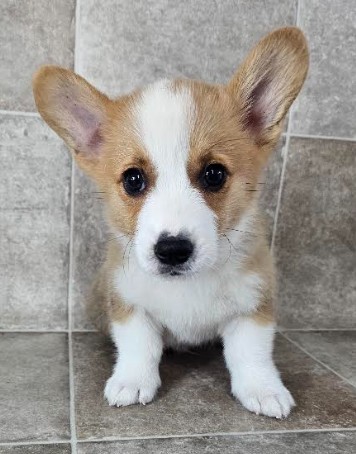[#25458-01] Red / White M Pembroke Welsh Corgi Puppies for Sale