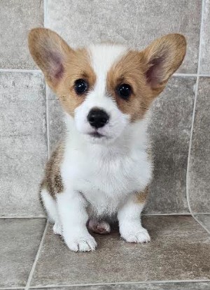 [#25458-02] Red / White M Pembroke Welsh Corgi Puppies for Sale