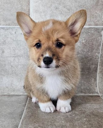 [#25457-03] Sable / White F Pembroke Welsh Corgi Puppies for Sale
