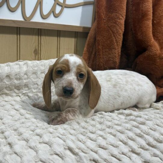 [#252578-03] Red / White M Dachshund Puppies for Sale
