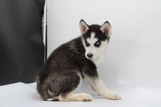 [#252685-05] Black / White F Siberian Husky Puppies for Sale