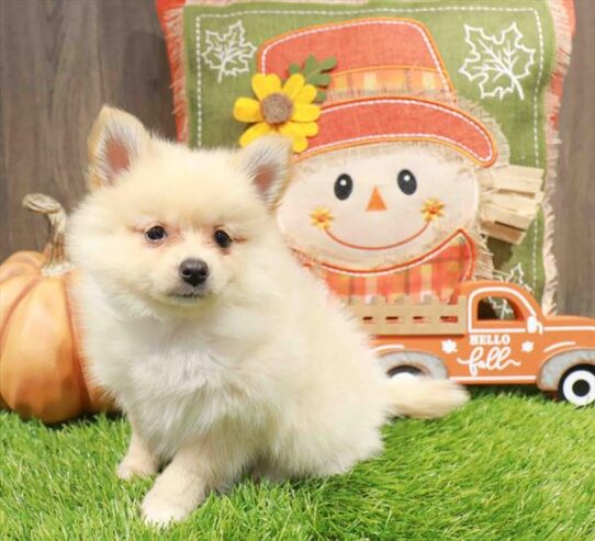 [#252537-03] Cream M Pomeranian Puppies for Sale