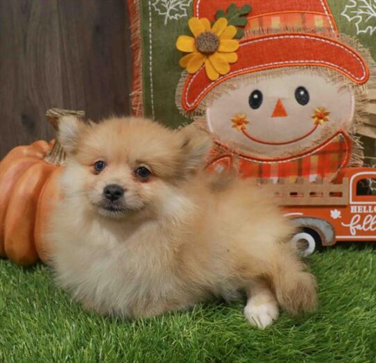 [#252605-03] Sable F Pomeranian Puppies for Sale