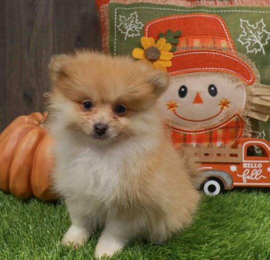 [#252605-04] Sable F Pomeranian Puppies for Sale