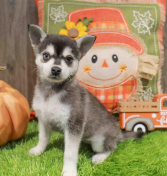 [#252614-02] Black / White M Alaskan Klee Kai Puppies for Sale