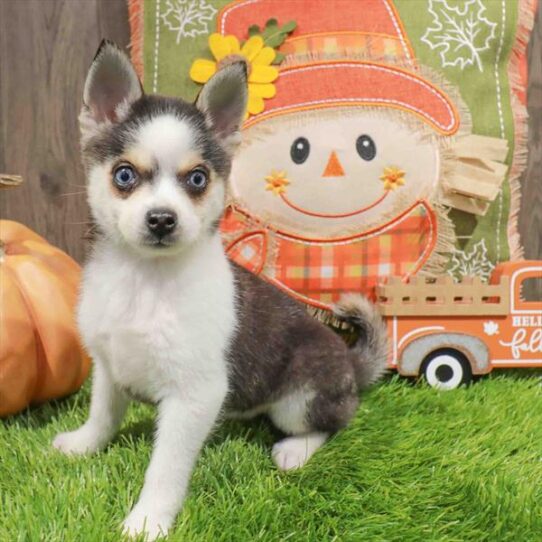 [#252614-03] Black / White F Alaskan Klee Kai Puppies for Sale