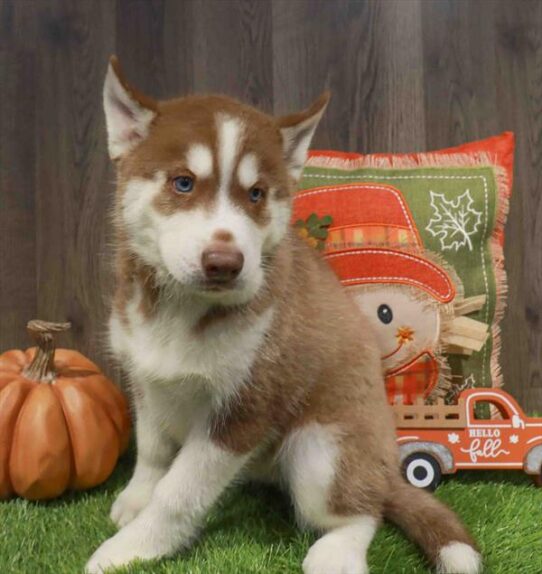 [#252615-01] Red / White M Siberian Husky Puppies for Sale