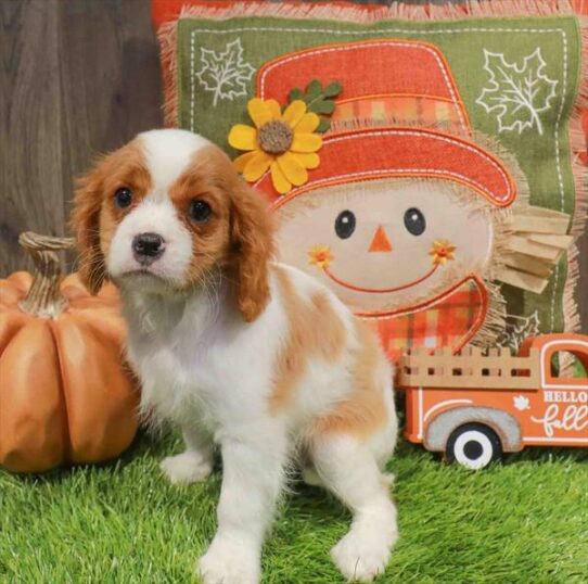 [#252617-02] Blenheim M Cavalier King Charles Spaniel Puppies for Sale