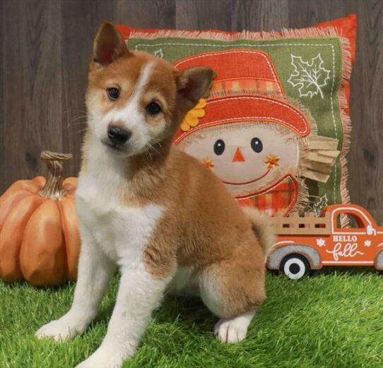 [#252621-02] Red Sesame M Shiba Inu Puppies for Sale