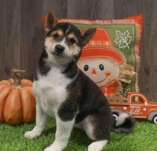 [#252621-04] Black White / Tan F Shiba Inu Puppies for Sale