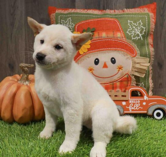 [#252622-03] Cream F Shiba Inu Puppies for Sale