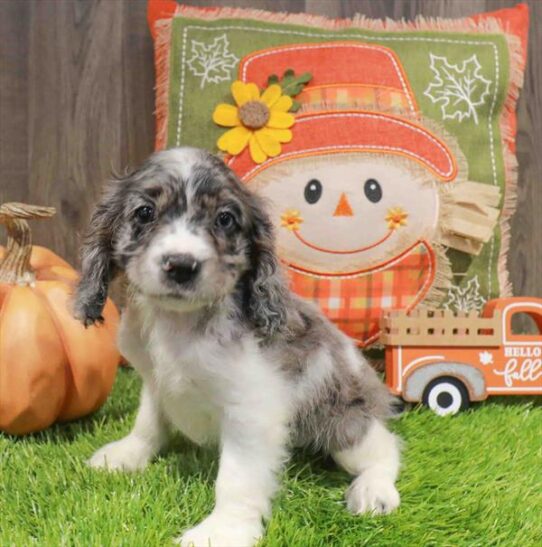 [#252645-03] Blue Roan F Cocker Spaniel Puppies for Sale