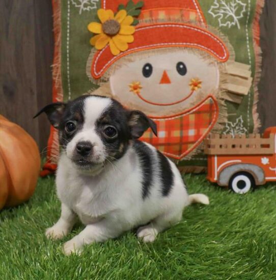 [#252648-01] Black / White M Chihuahua Puppies for Sale