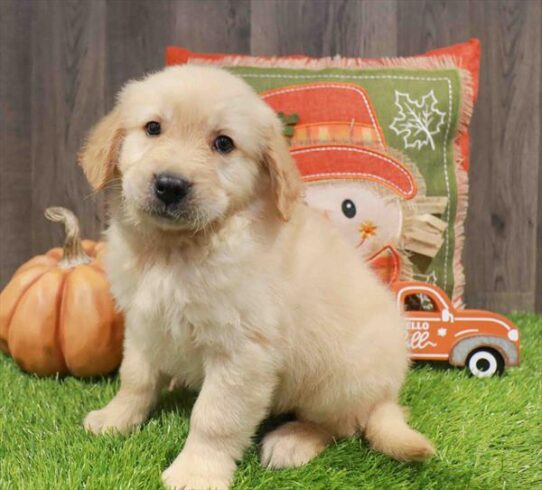 [#252715-02] Golden M Golden Retriever Puppies for Sale