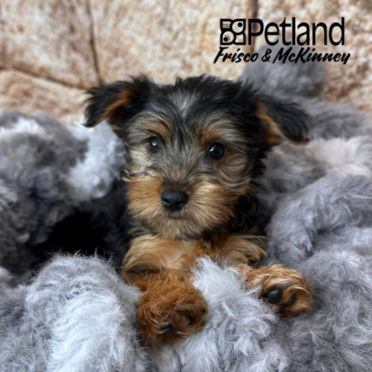 [#M11154] Black and Tan F Yorkshire Terrier Puppies for Sale