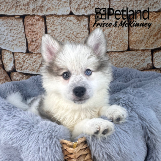 [#M11049] Grey F Pomski Puppies for Sale