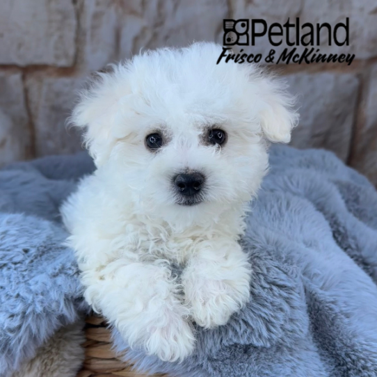 [#M12859] White F Bichon Frise Puppies for Sale