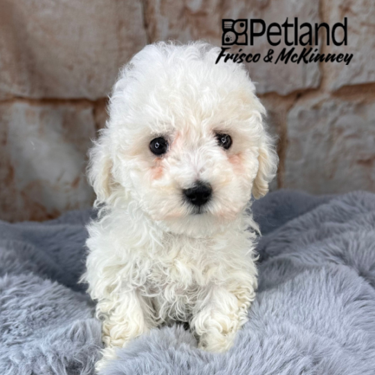[#M10629] White and Cream F Bichon Poo Puppies for Sale