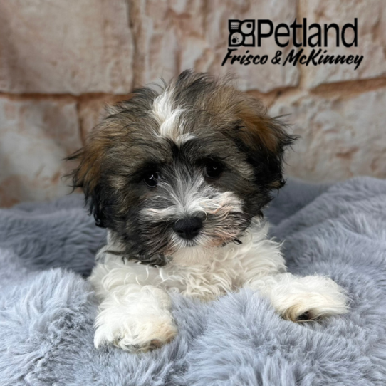 [#M10519] Gold and White M Havamalt Puppies for Sale