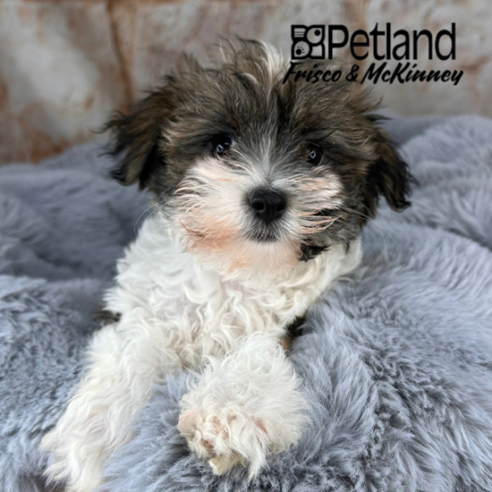 Havamalt Puppy Gold and White ID: 37621 Located at Petland Frisco