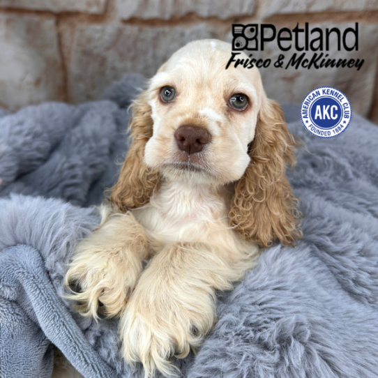 [#M10666] Buff M Cocker Spaniel Puppies for Sale
