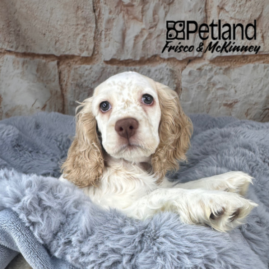 [#M10905] Buff and White F Cocker Spaniel Puppies for Sale