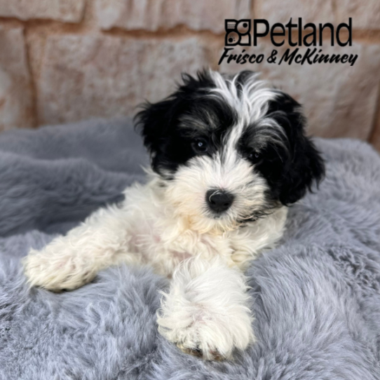 [#M10797] Black White and Brown M Havamalt Puppies for Sale