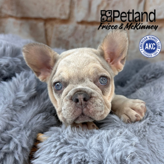 [#25641-02] Merle F French Bulldog Puppies for Sale