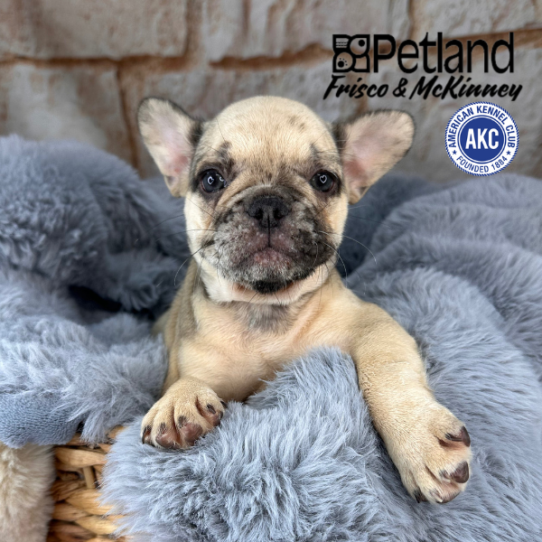 [#25641-03] Merle F French Bulldog Puppies for Sale