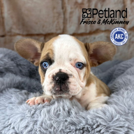 [#25641-04] Fawn / White F French Bulldog Puppies for Sale