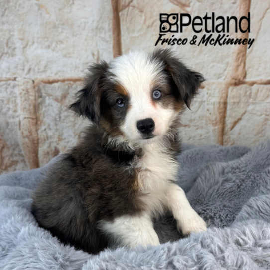 [#M10770] Blue Merle White and Tan M Miniature Australian Shepherd Puppies for Sale