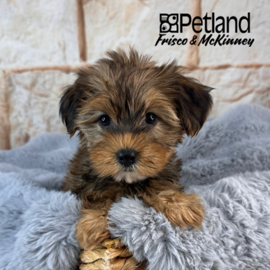 [#M11111] Gold F Yorkshire Terrier Puppies for Sale