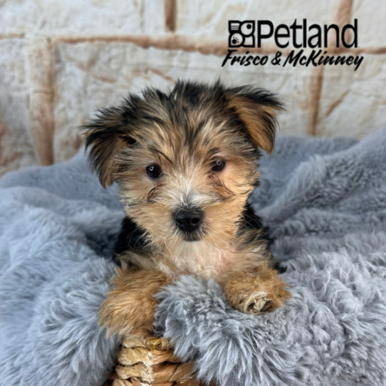[#M11052] Black and Tan F Yorkshire Terrier Puppies for Sale