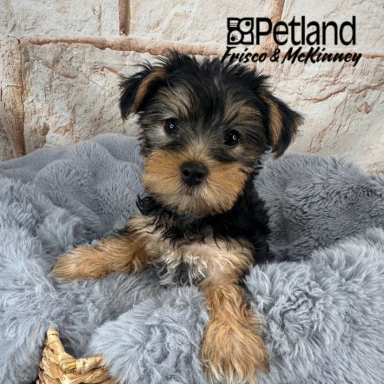 [#M11053] Black and Tan F Yorkshire Terrier Puppies for Sale