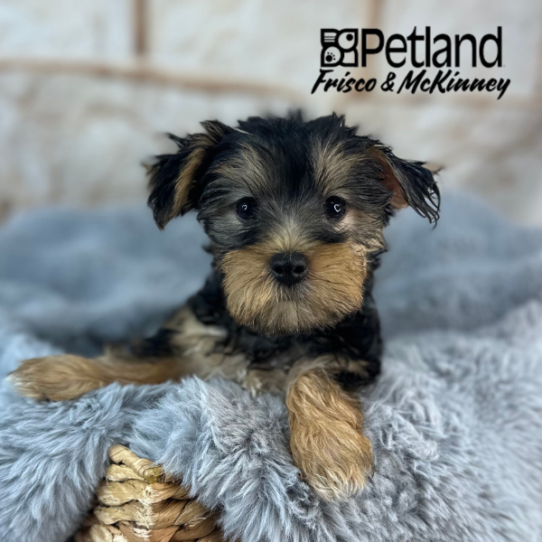 [#M11053] Black and Tan F Yorkshire Terrier Puppies for Sale