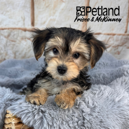[#M10793] Black and Tan M Morkie Puppies for Sale