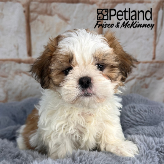 [#25132-01] Gold / White M Shih Tzu Puppies for Sale