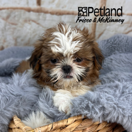 [#25132-02] Gold / White F Shih Tzu Puppies for Sale