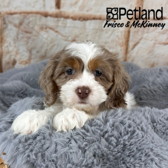[#25133-06] Chocolate Merle F Cock A Poo Puppies for Sale