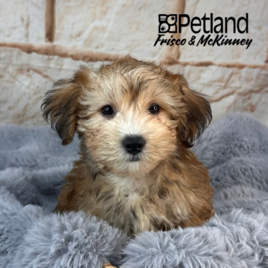 [#2525-02] Red Sable M Yorkshire Terrier/Poodle Mini Puppies for Sale